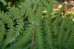 Histiopteris incisa. Sessile and glabrous primary pinnae attached to red-brown rachis of mature frond.
 Image: L.R. Perrie © Leon Perrie 2016 CC BY-NC 3.0 NZ